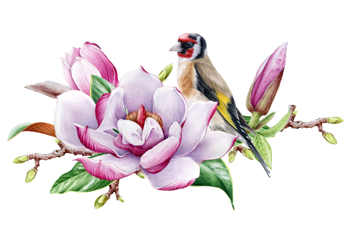 Goldfinch Illustration