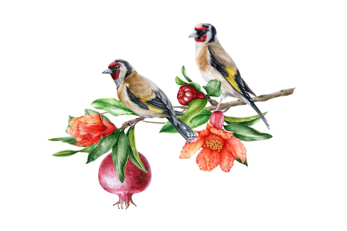 Goldfinch Illustrations (2)