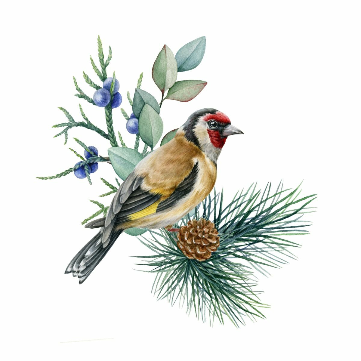 Goldfinch Illustrations (4)